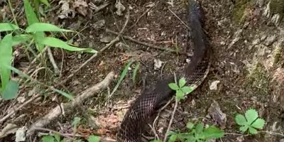Port Saint Lucie snake